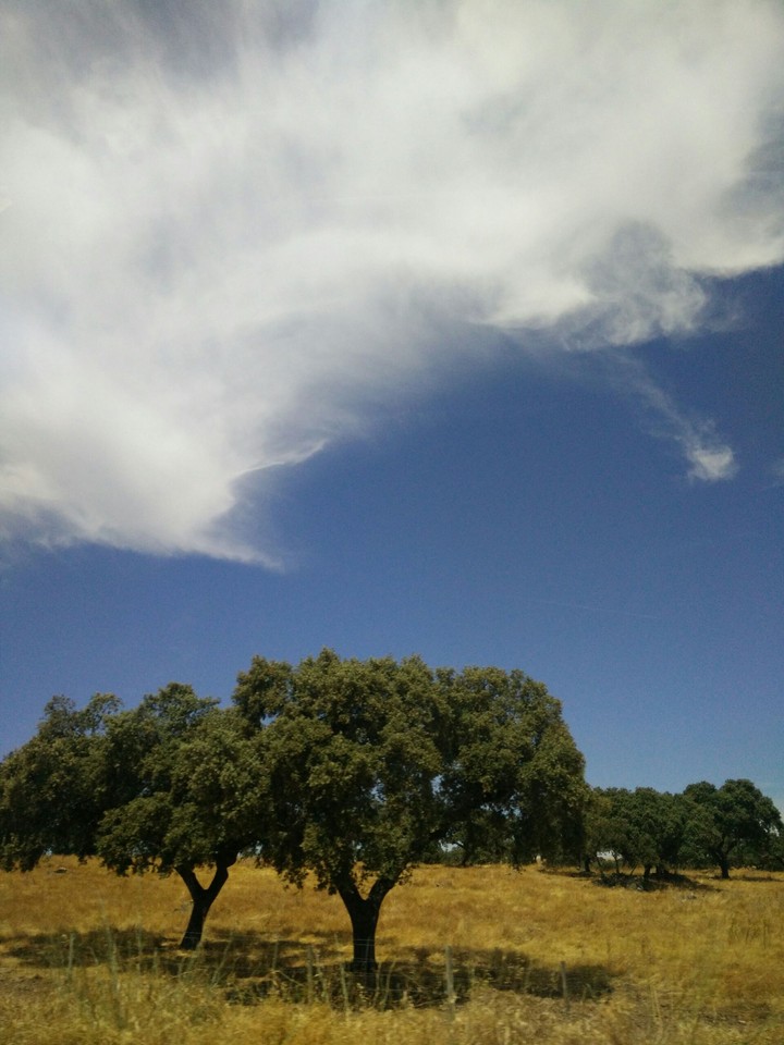 Trees in Portugal