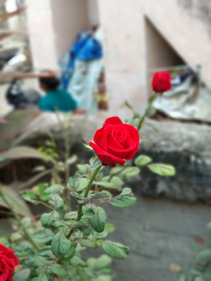 red rose