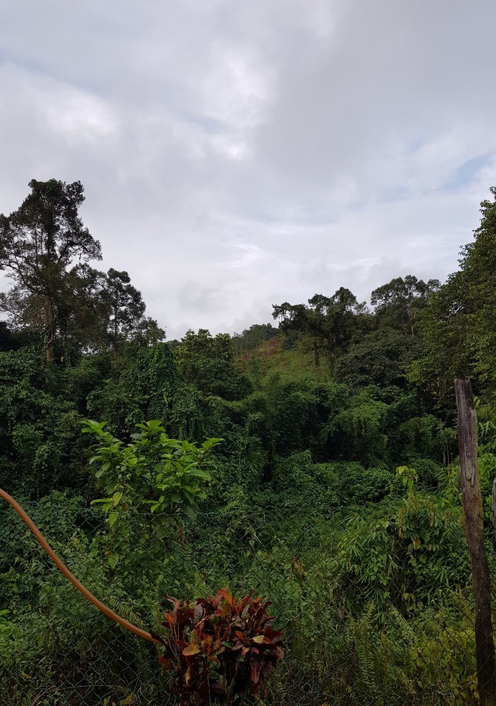 Nature View