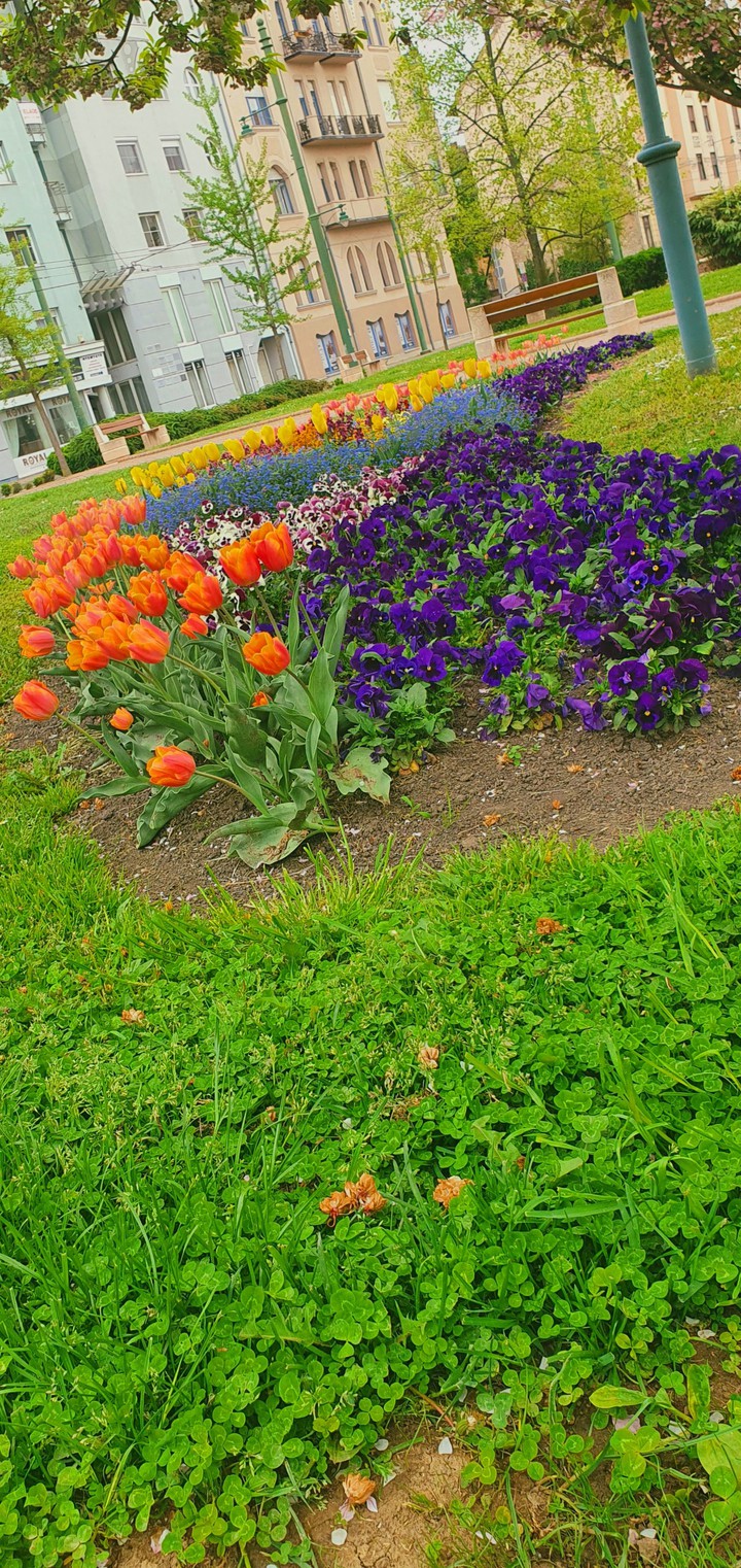 Flowers