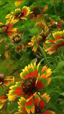 nature