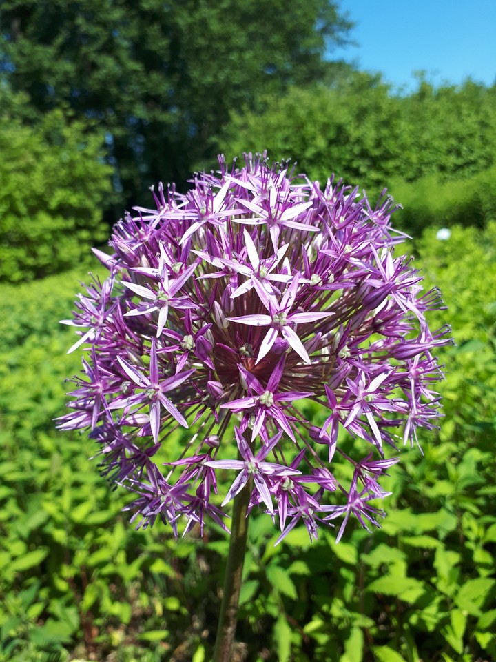 flower