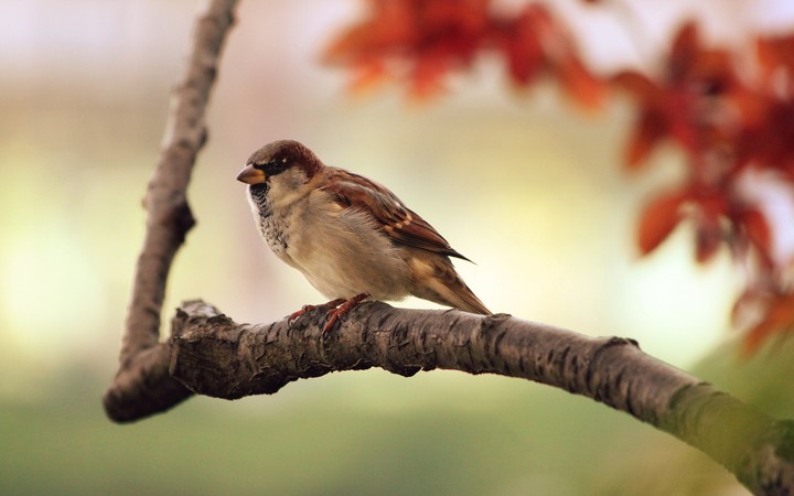 bird
