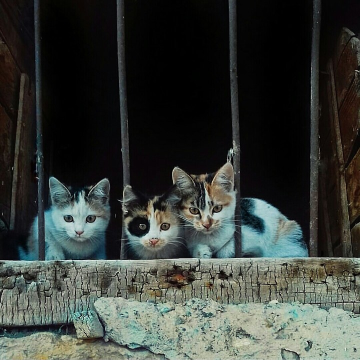 kedi