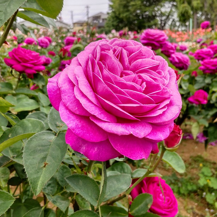 与野公園のバラ園