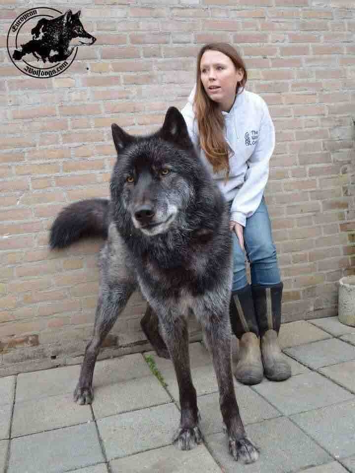 wolf