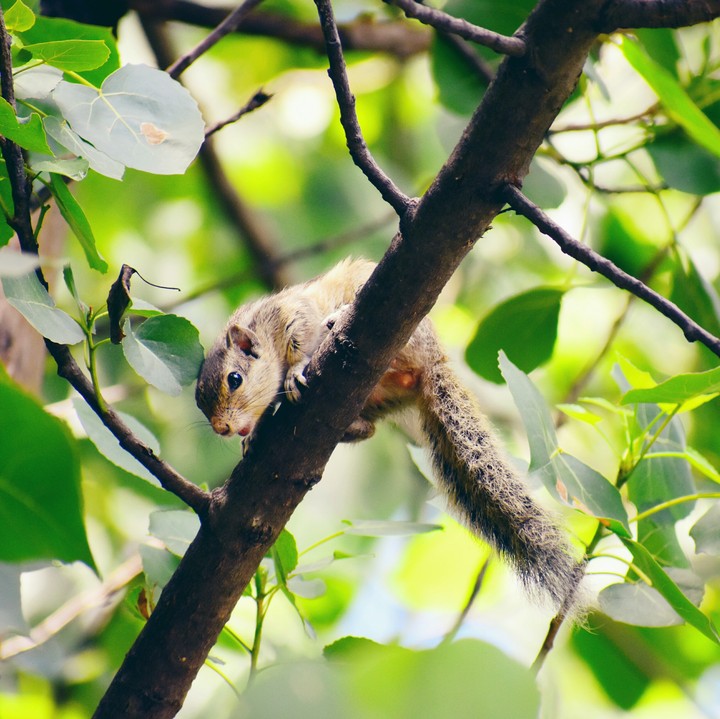 Squirrel