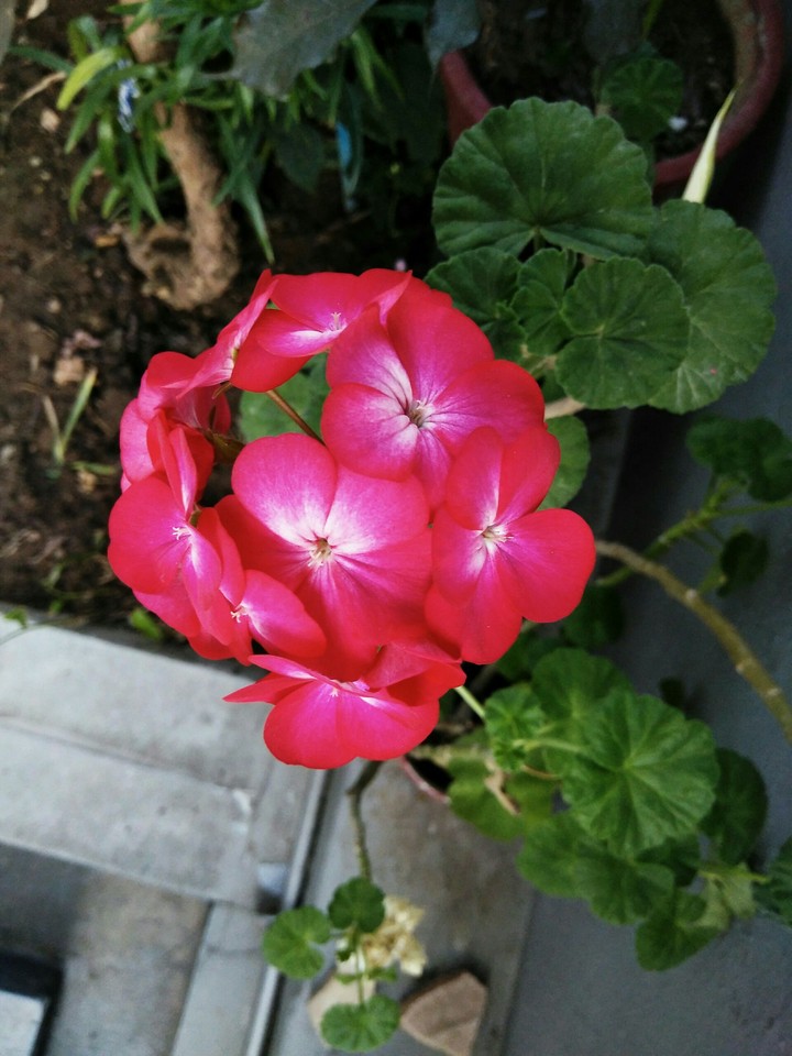 pink flowers