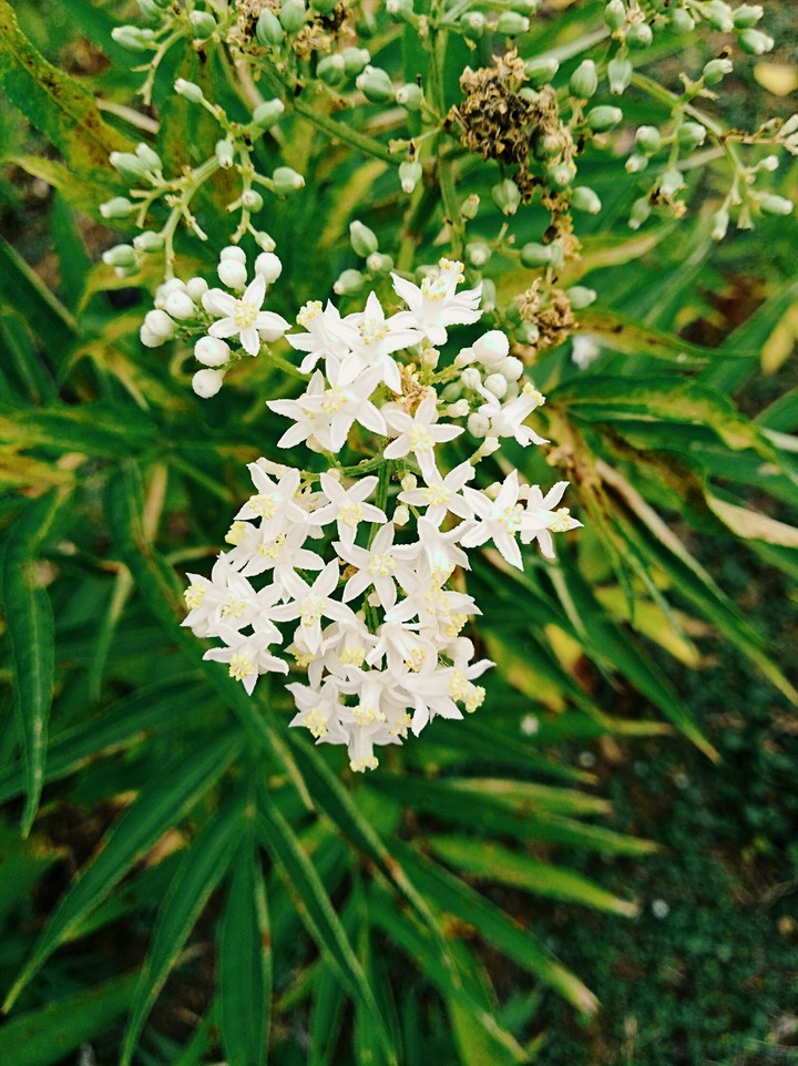small beauty
