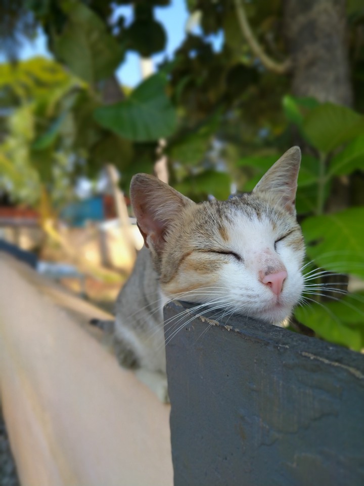 cat