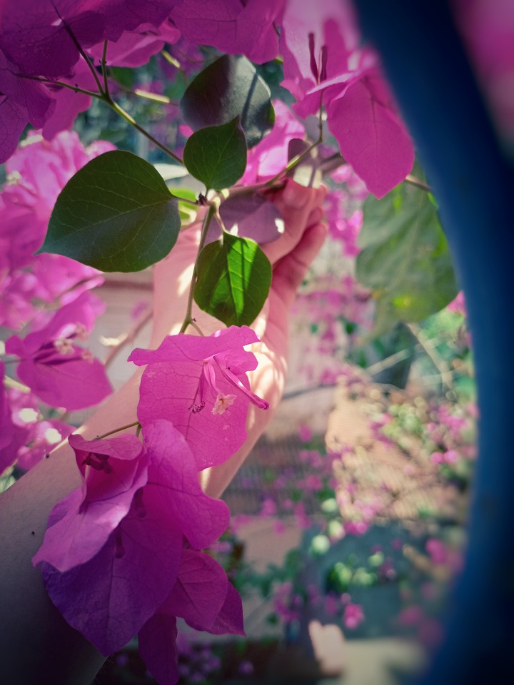 flower