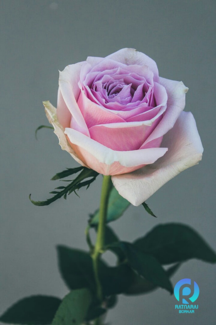 HAVE SOME HAPPINESS