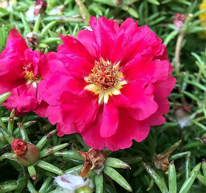heart petals