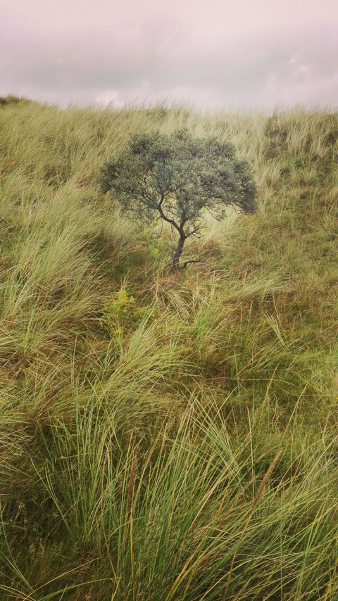 lonly tree