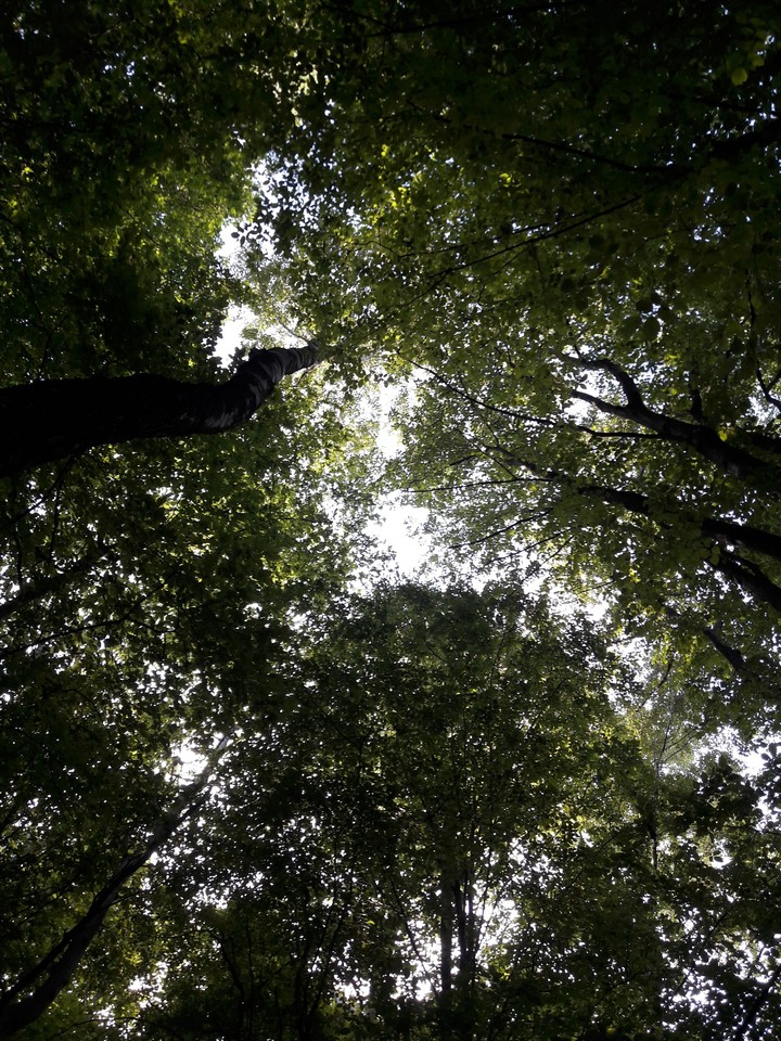 forest
