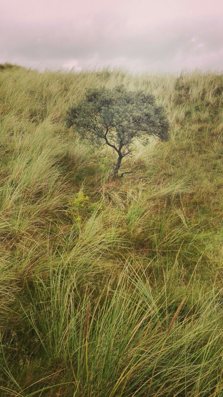 lonly tree