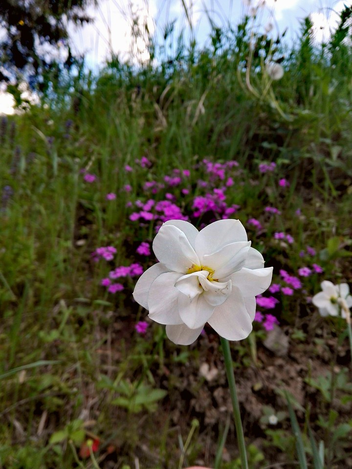 flower