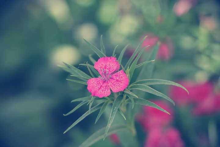 گل میخک