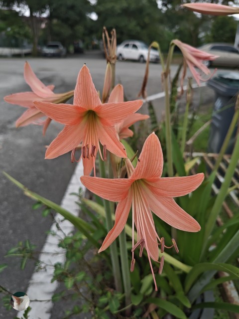Misi_flower