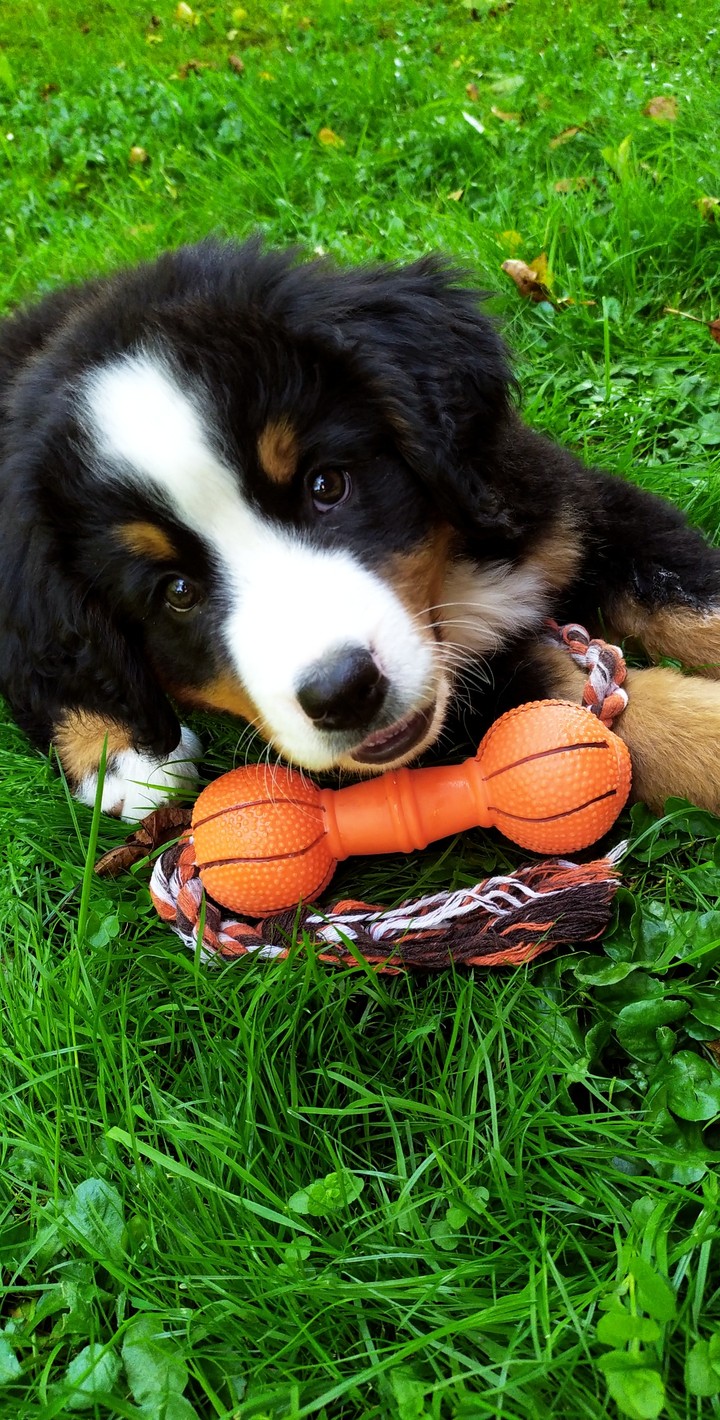 Bernese