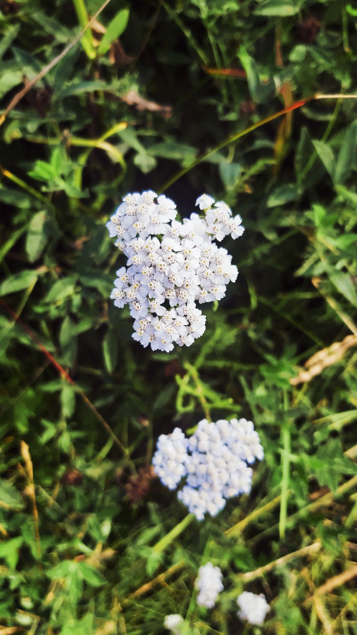 wildflowers