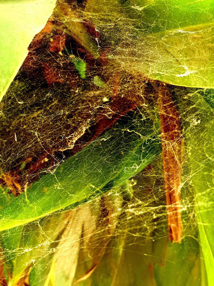 spider and the web