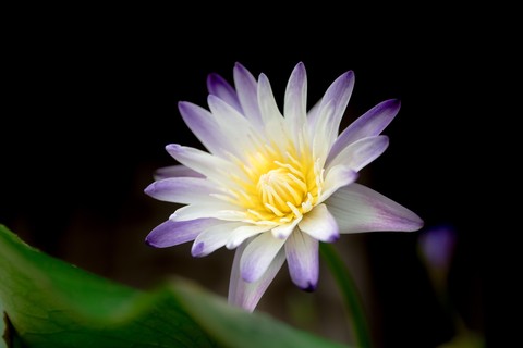 רקעים flower, Pollen