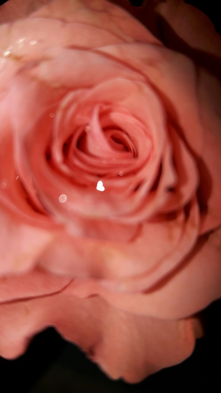 pink rose