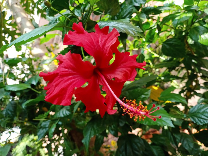 china_rose