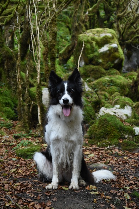 fonds d'écran dog, fur