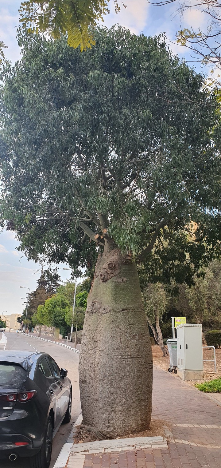 Nice tree)