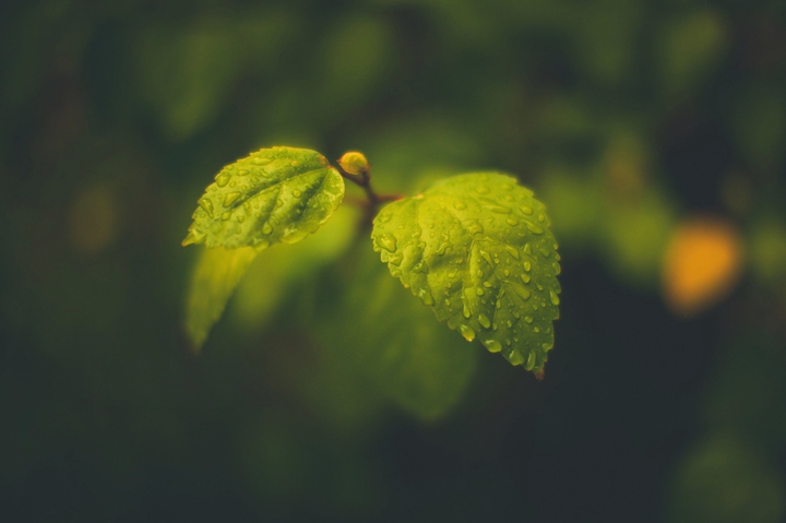 leaf