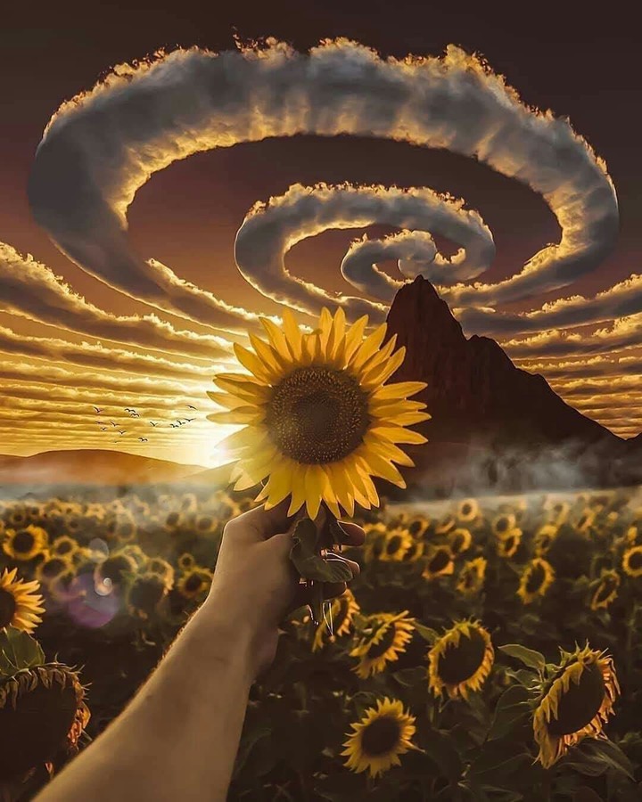 Sunflower ?