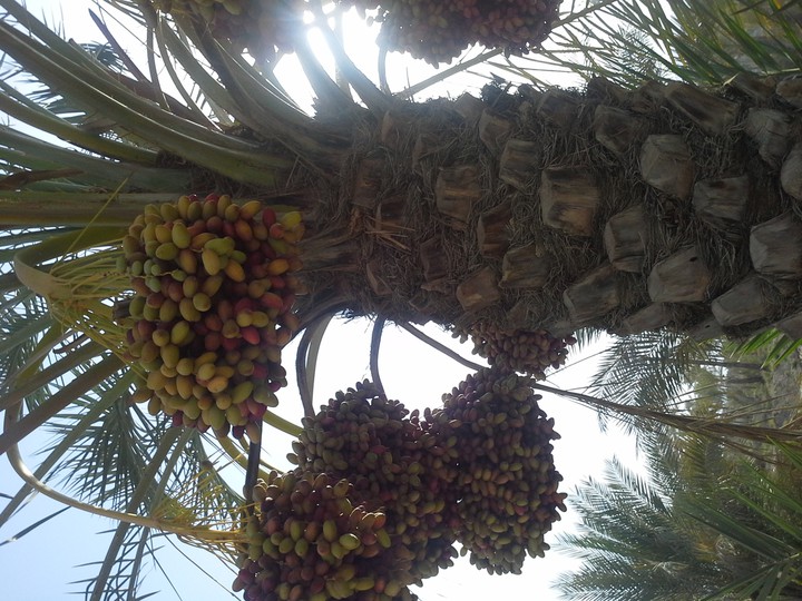 dashtestan.dalaki