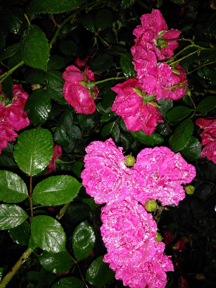 flowers1