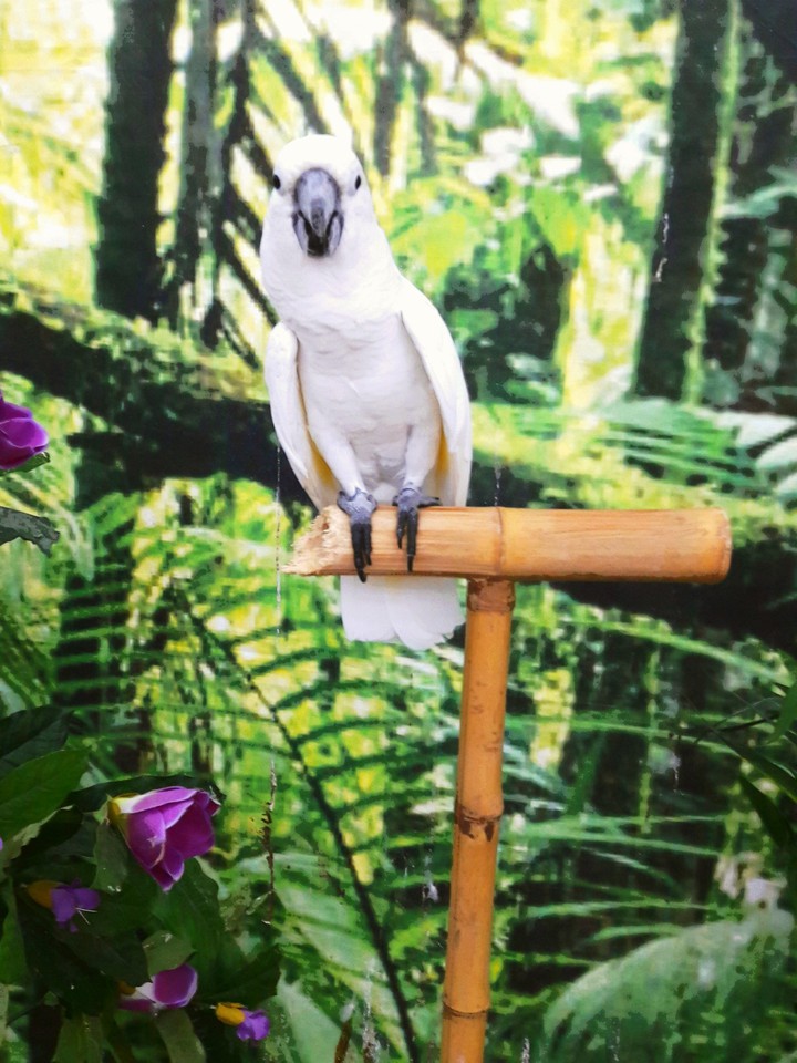 My parrot 2