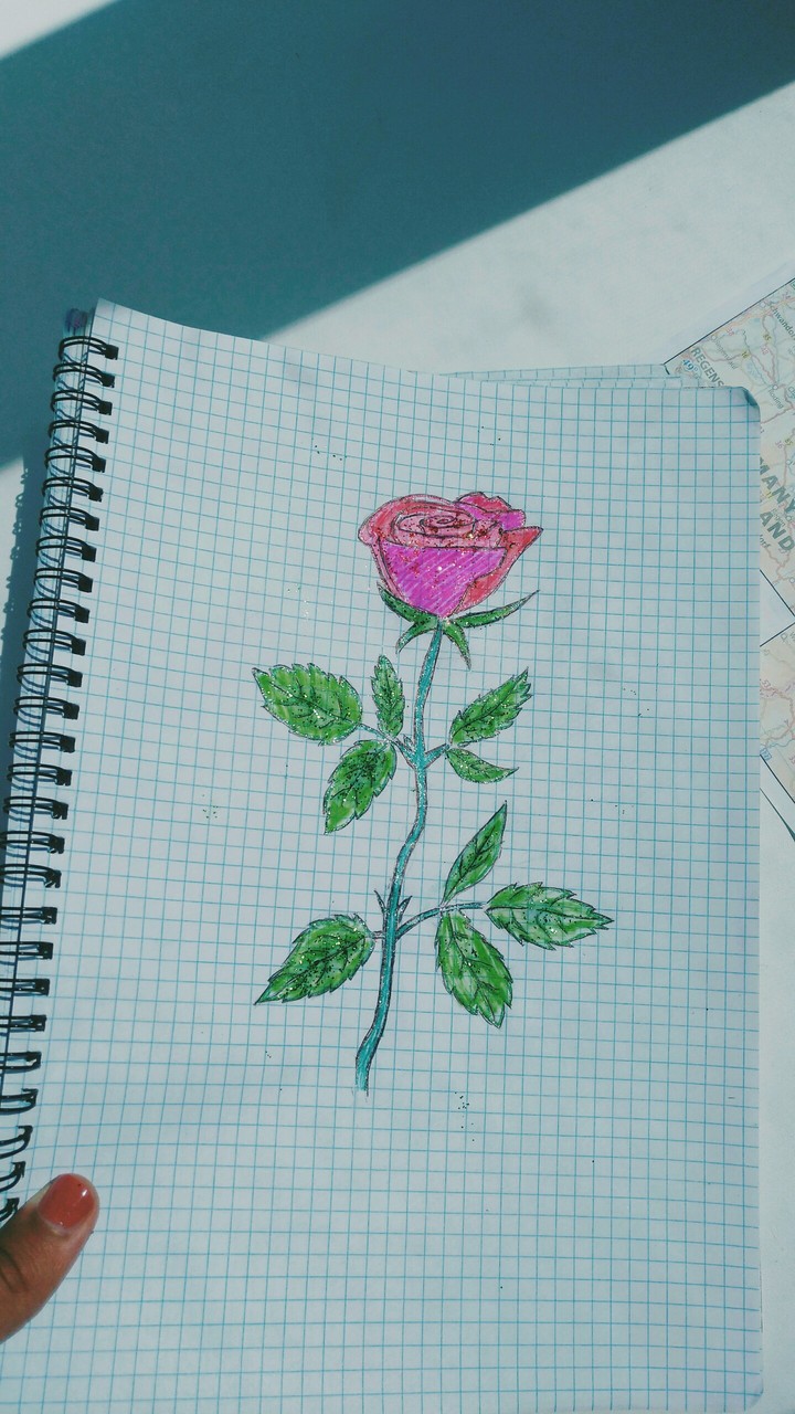 Rose