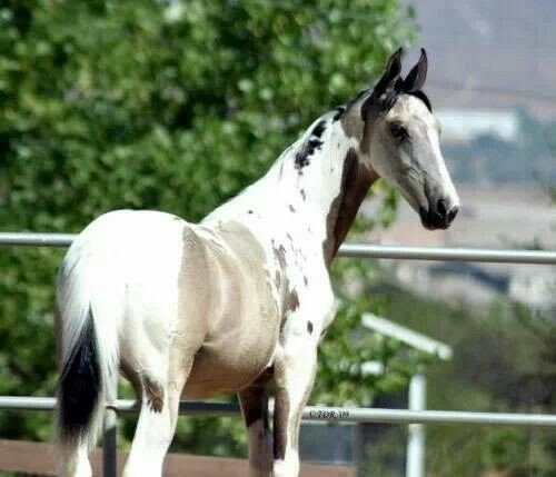 All the Pretty Horses