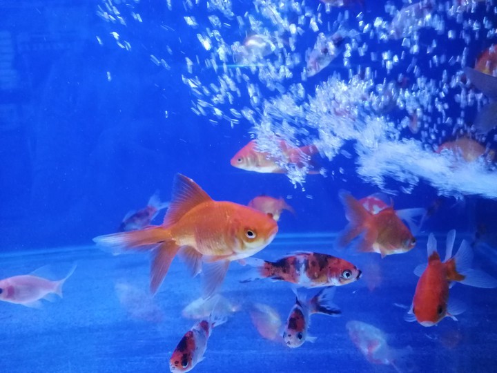 aquarium