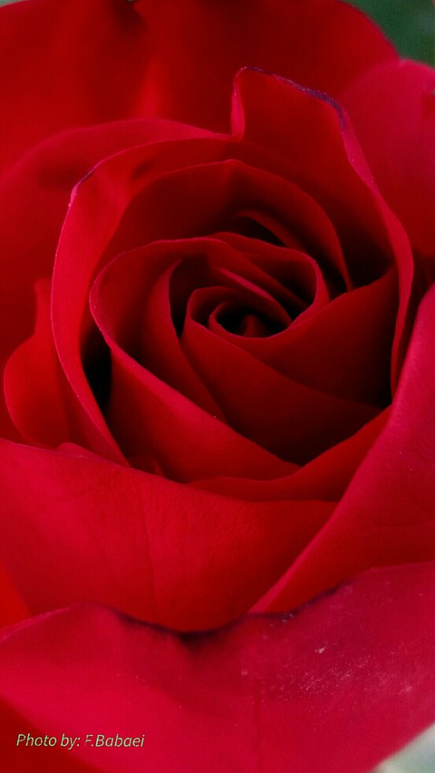 rose