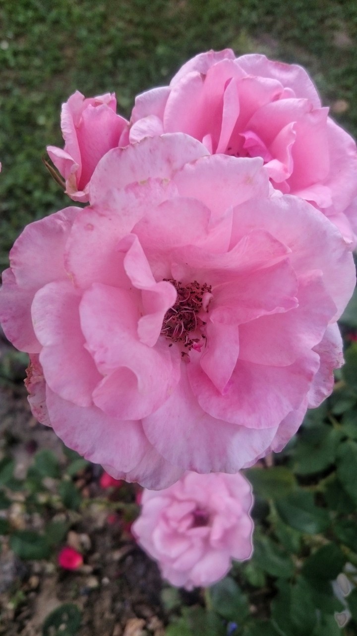 rose