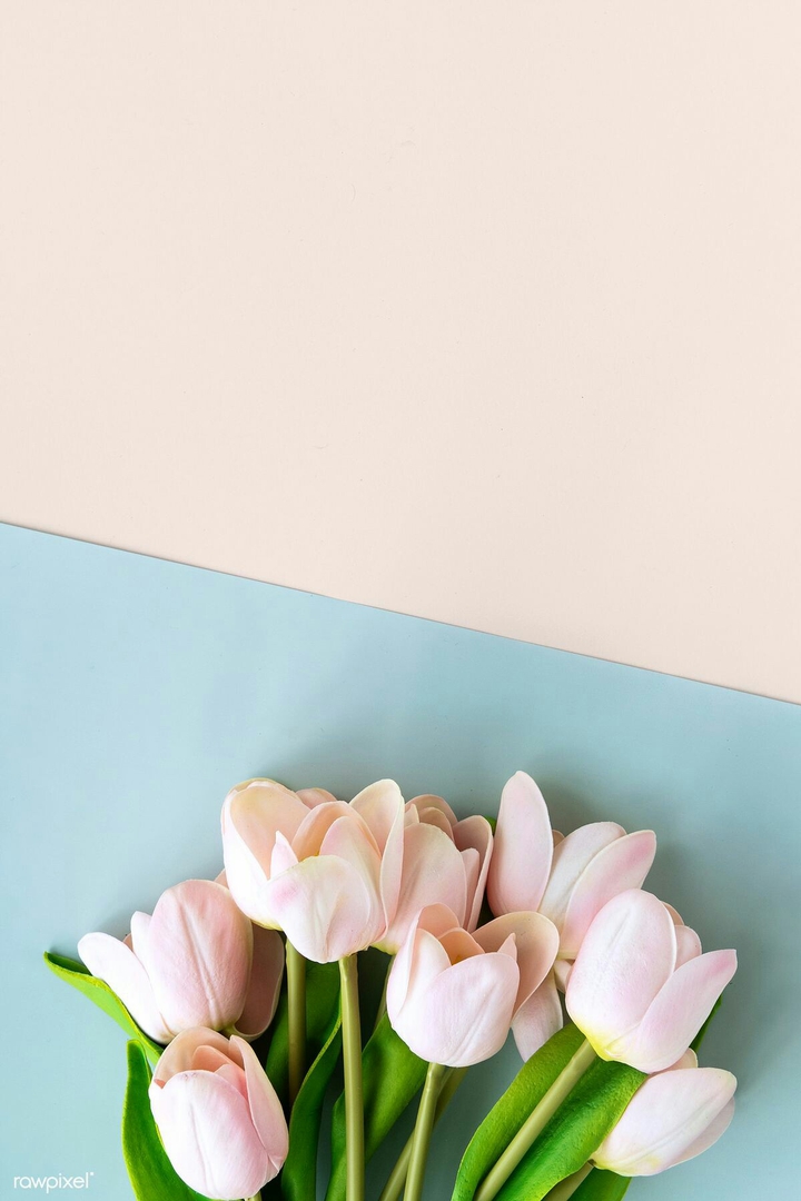 Tulip