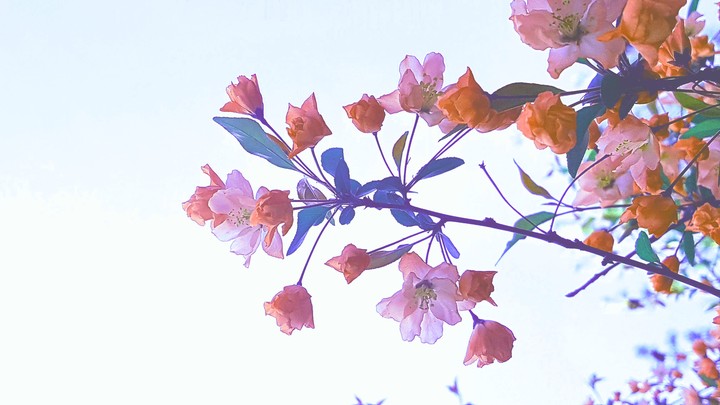 malus micromalus