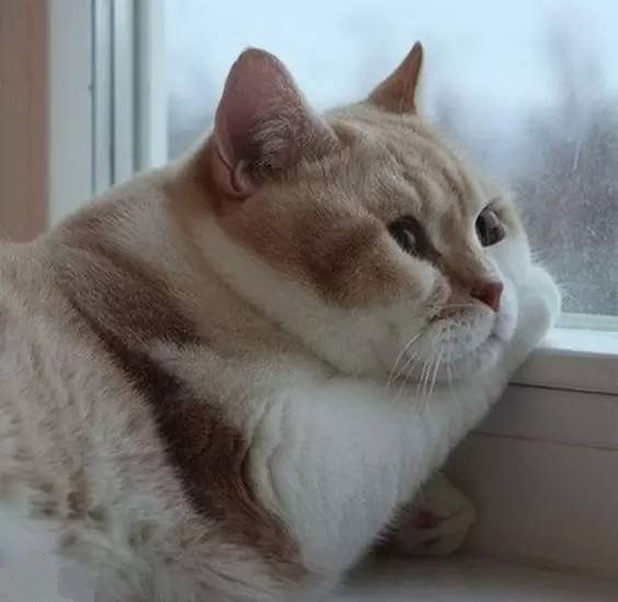 fluffy