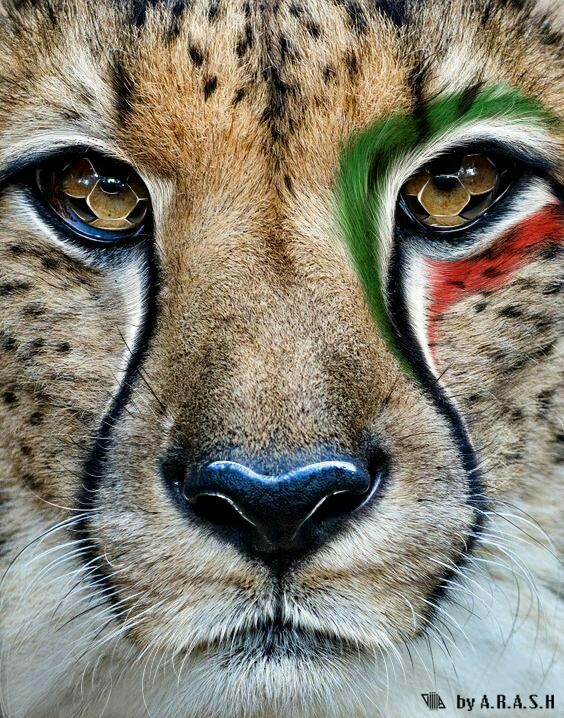 Iran football