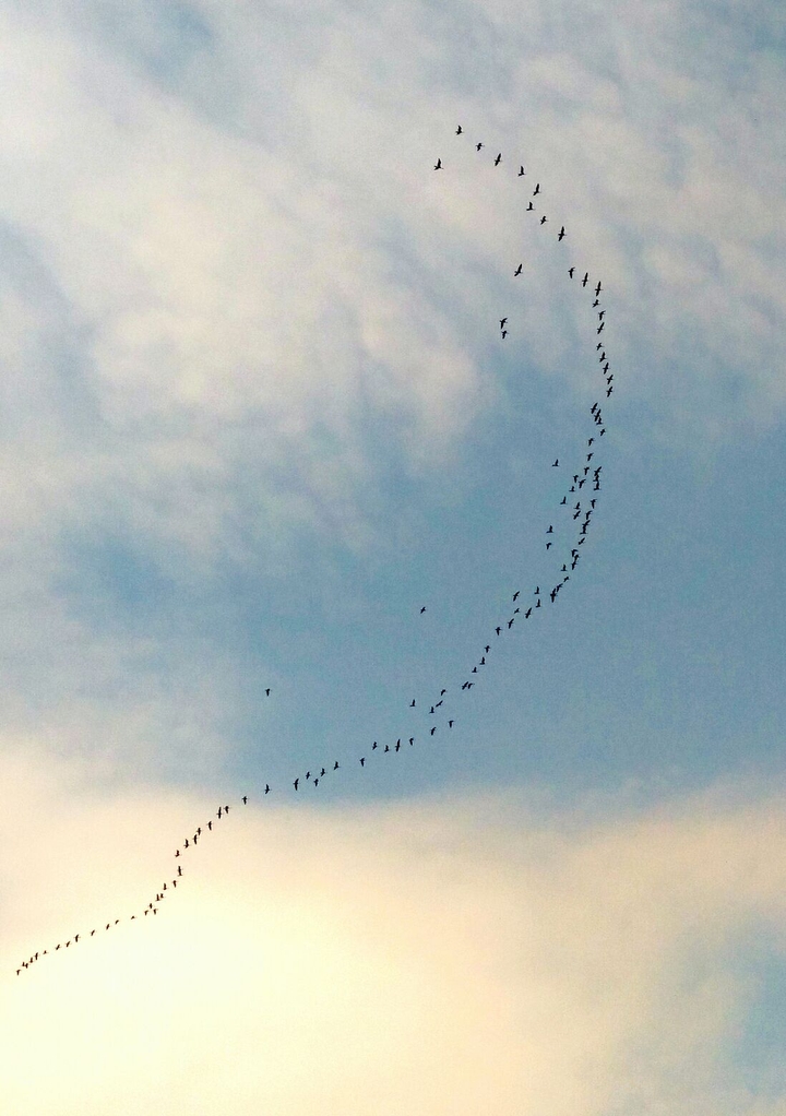 Flock