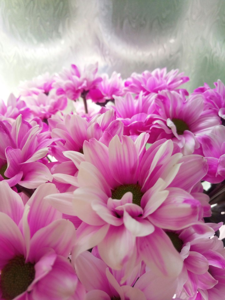 Pink bloom