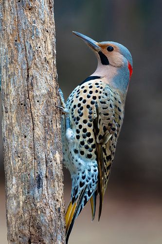 bird
