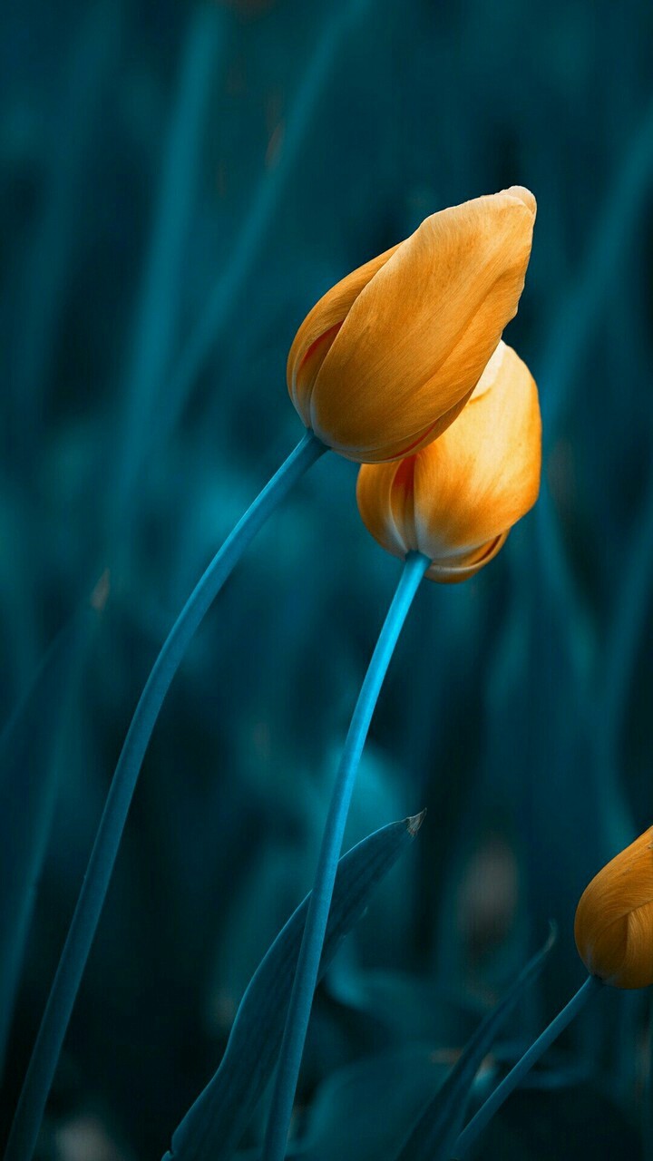 Beautiful Tulips Wallpaper
