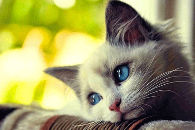 Pain